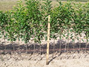 Prunus rootstock Myrobalan seedling rootstock - Myrobalan Standard Plum Rootstock