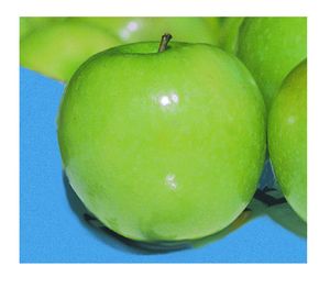 Malus domestica Granny Smith - Granny Smith Apple