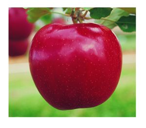 Malus domestica Jonagold - Jonagold- Red Jonagold Apple