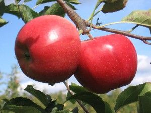 Malus domestica Crimson® Gold - Crimson® Gold Apple