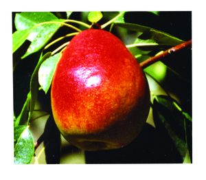 Pyrus communis Flemish Beauty - Flemish Beauty Pear