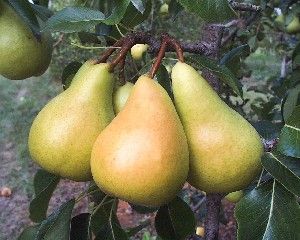 Pyrus communis Sunrise - Sunrise Pear