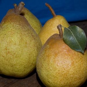 Pyrus communis Blake's Pride - Blake's Pride Pear