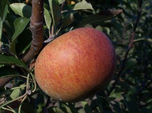 Malus domestica Cox's Orange Pippin - Cox Orange Pippin Apple