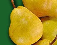 Pyrus communis Bartlett - Bartlett Pear