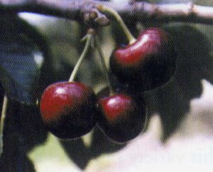 Prunus avium BlackGold™ - BlackGold™ Self-fertile Dark Sweet Cherry