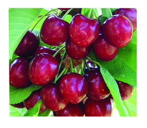 Prunus avium Stella - Stella Self-fertile Dark Sweet Cherry Prunus avium Stella - Stella Self-fertile Dark Sweet Cherry