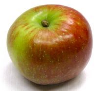 Malus domestica Baldwin - Baldwin Apple