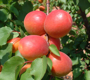 Prunus armeniaca Early Blush - Early Blush(TM) Apricot