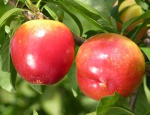 Prunus salicina Fortune - Fortune Japanese Plum