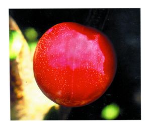 Prunus salicina Santa Rosa - Santa Rosa Japanese Plum