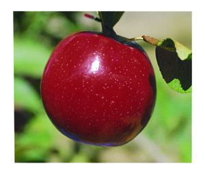 Malus domestica Empire - Empire Apple
