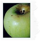 Malus domestica Newtown Pippen - Newtown Pippen