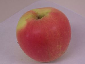 Malus domestica Winter Banana - Winter Banana Apple