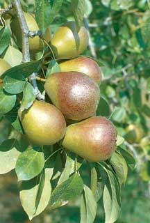 Pyrus communis Seckel - Seckel Pear