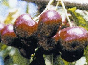 Prunus avium Summit - Summit Dark Sweet Cherry
