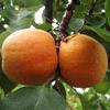 Hargrande Apricot Hargrande Apricot
