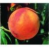 Glohaven Peach Glohaven Peach