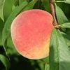 Raritan Rose White Peach Raritan Rose White Peach