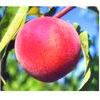 STELLAR® - Starfire® Peach STELLAR® - Starfire® Peach
