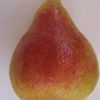 Harrow Sweet Pear