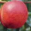 Hardired Nectarine