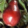 Red Bartlett Pear