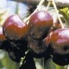 Grandpa's Early Black™ Sweet Cherry
