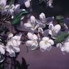 Manchurian Flowering Crabapple