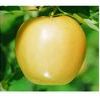 Golden Delicious Apple