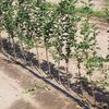 Malling 111 Semi-Standard Apple Rootstock
