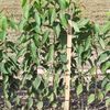 Mazzard Standard-size Cherry Rootstock