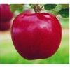 Jonagold- Red Jonagold Apple