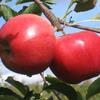 Crimson® Gold Apple