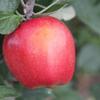 Galarina™ Apple
