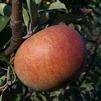 Cox Orange Pippin Apple