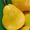 Bartlett Pear