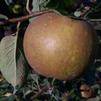 Golden Russet Apple