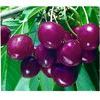 Bing Dark Sweet Cherry