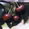 BlackGold™ Self-fertile Dark Sweet Cherry