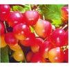 Rainier Blush Sweet Cherry