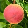 Canadian Harmony Peach Canadian Harmony Peach
