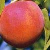 Early Redhaven Peach Early Redhaven Peach