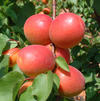 Early Blush(TM) Apricot Early Blush(TM) Apricot