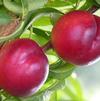 Summer Beaut Nectarine