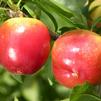 Fortune Japanese Plum