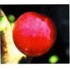 Santa Rosa Japanese Plum