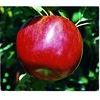Idared Apple