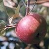 Macoun Apple