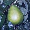 Anjou Pear